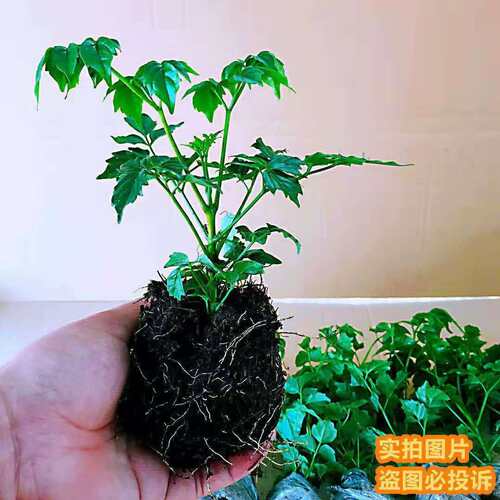 幸福树盆栽桌面绿植四季常青办公室内好养盆景盆栽绿植绿宝幸福树 - 图1