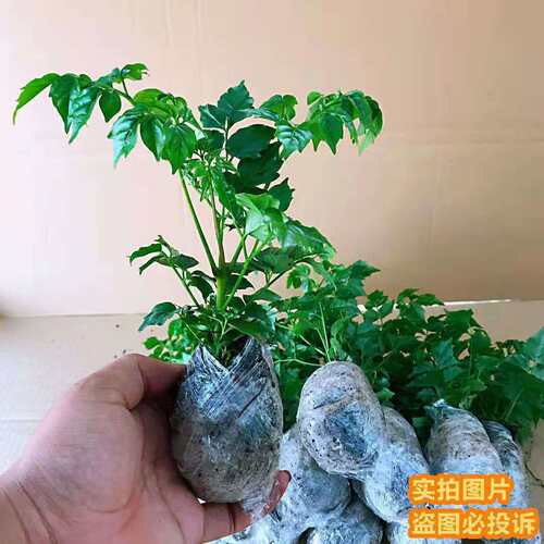 幸福树盆栽桌面绿植四季常青办公室内好养盆景盆栽绿植绿宝幸福树 - 图0