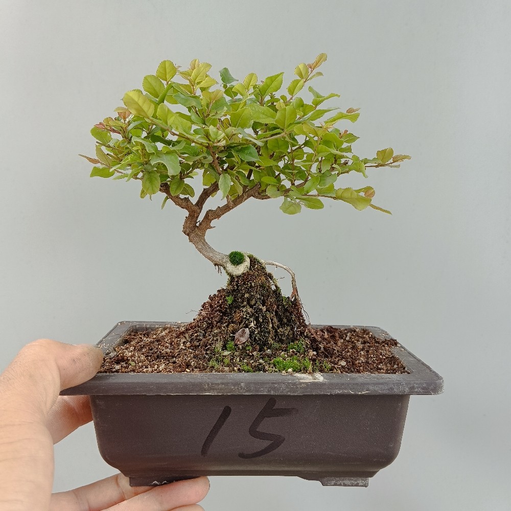 微型雀梅造景植物室内净化空气造形美观阳台盆景绿植耐寒木本直销,淘宝优惠券,粉丝福利购,淘宝优惠卷