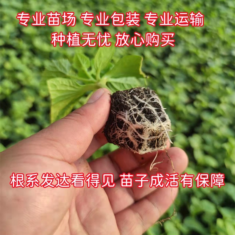 甜瓜苗绿宝石羊角蜜水果种苗香甜瓜大全超甜阳台庭院菜园盆栽四季-图1