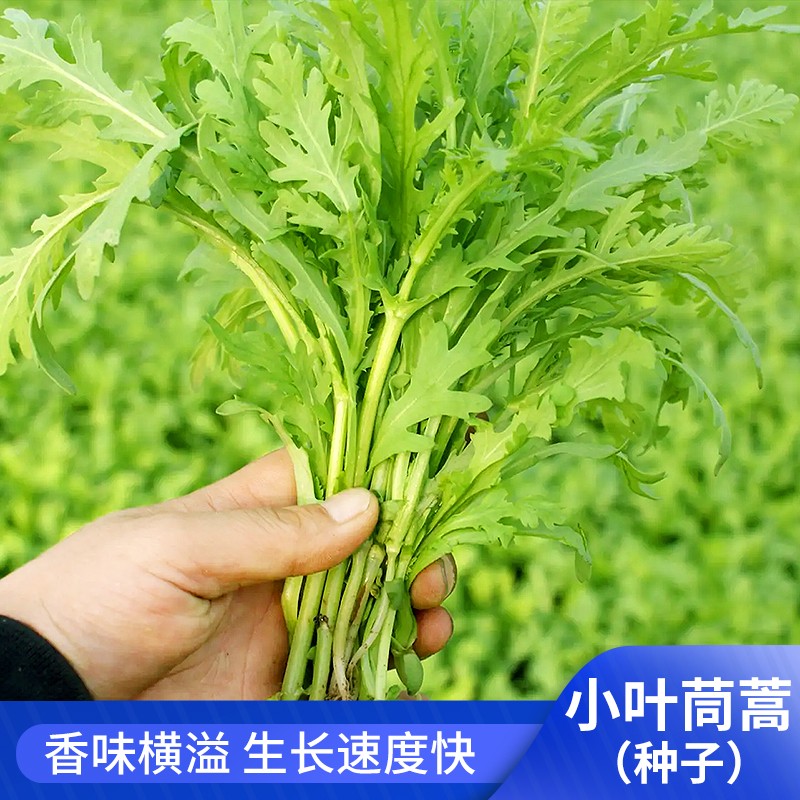 茼蒿种子小叶茼蒿菜籽种苗夏季蔬菜盆栽小叶茼蒿种孑大全-图1