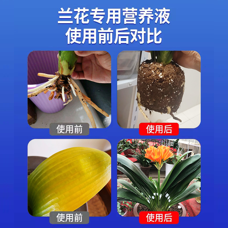 兰灵王兰花科营养液活化剂专用肥料菌群蝴蝶兰君子兰营养肥液墨兰-图0