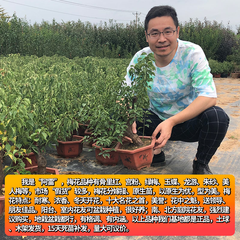 腊梅花树苗盆栽带花苞耐寒老桩盆景花卉植物室内花四季红绿梅花苗,淘宝优惠券,粉丝福利购,淘宝优惠卷