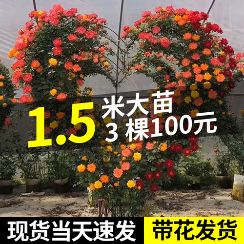 蔷薇花苗爬藤植物四季易活花卉阳台庭院大花浓香藤本月季玫瑰盆栽 - 图1