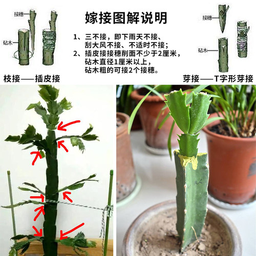 黄大刺仙人掌盆栽嫁接砧木三角柱三棱箭嫁接蟹爪兰的仙人掌科植物 - 图1