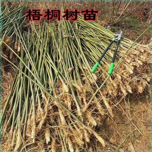 中国梧桐树苗青铜树苗绿化工程用苗速生梧桐树耐寒庭院植物-图0