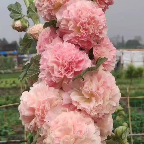 耐寒耐热 桃子与梦 重瓣蜀葵花苗盆栽小苗大苗  满28元包邮 - 图0