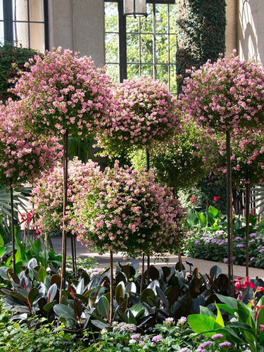 微草莓小木槿花苗 小苗 开花机器 满28元包邮 - 图0