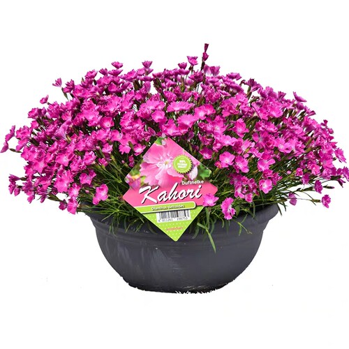 耐寒耐热 石竹链接花苗多年生草本花卉花园宿根庭院地被植物 - 图1