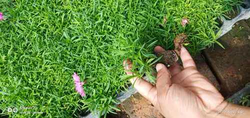 耐寒耐热 石竹链接花苗多年生草本花卉花园宿根庭院地被植物 - 图0