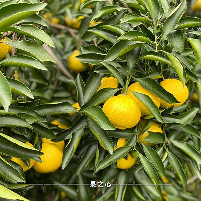 大棚精品象山春香柑橘象山青味道清甜水分足易储存-图2