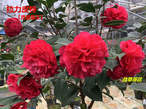 云南茶花  嫁接2年拉力皮特 西楚霸王耐冬嫁接特壮苗精品云南茶花 - 图0