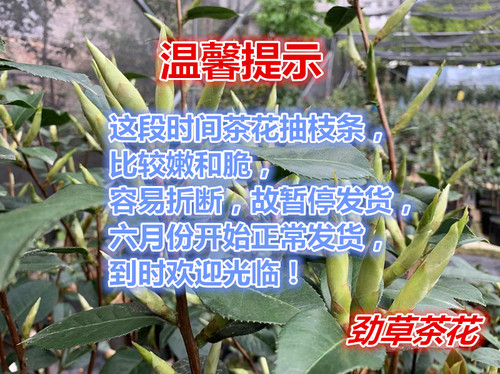 云南茶花  嫁接2年拉力皮特 西楚霸王耐冬嫁接特壮苗精品云南茶花 - 图3