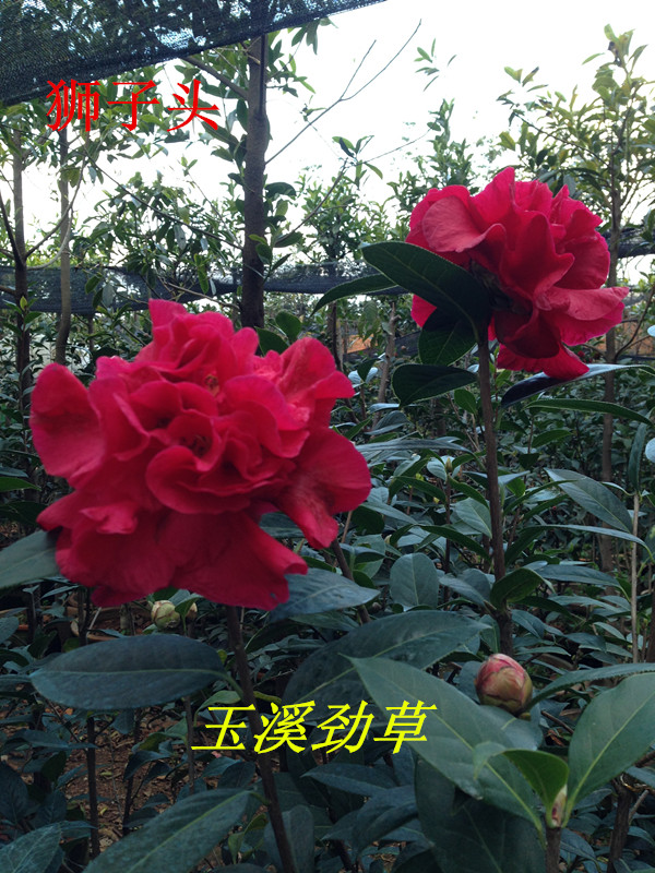 云南茶花2年狮子头（九心十八瓣）玛瑙 无分枝