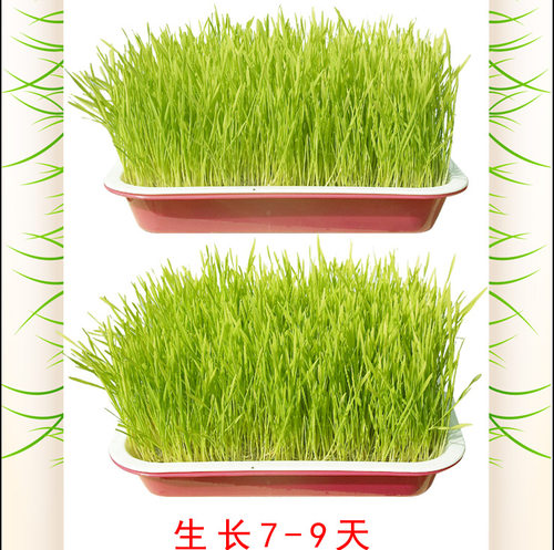 芽苗菜育苗盘 种植盘 芽菜盘 无土栽培阳台种菜小麦草种植盘 - 图1