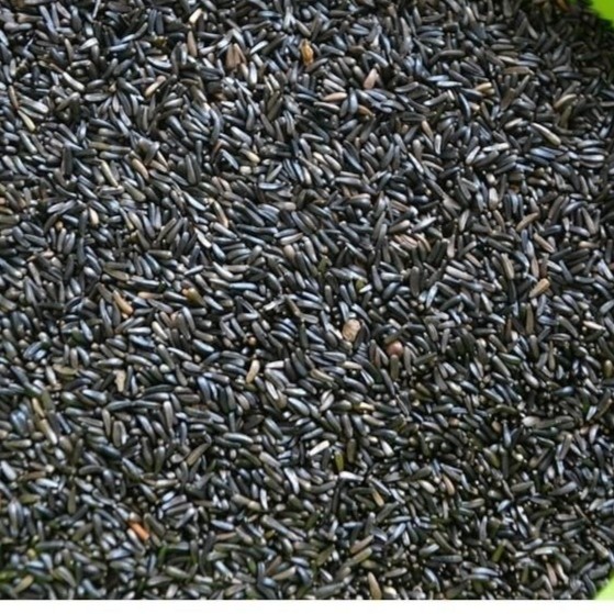 黑尖鸟食玉鸟吃的黑尖籽尼日尔草籽提性促进繁殖玉鸟芙蓉鸟金丝雀 - 图1