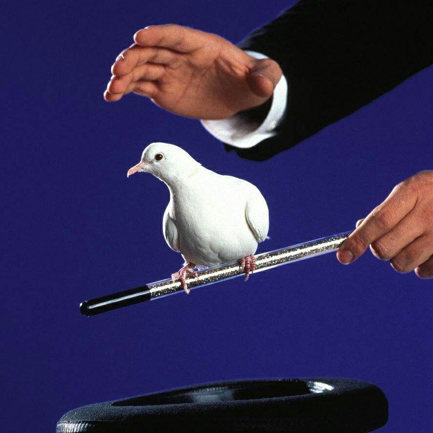 魔术鸽活体魔术道具鸽白鸽子魔术鸟宠物鸟美国魔术白鸽包活包健康-图1