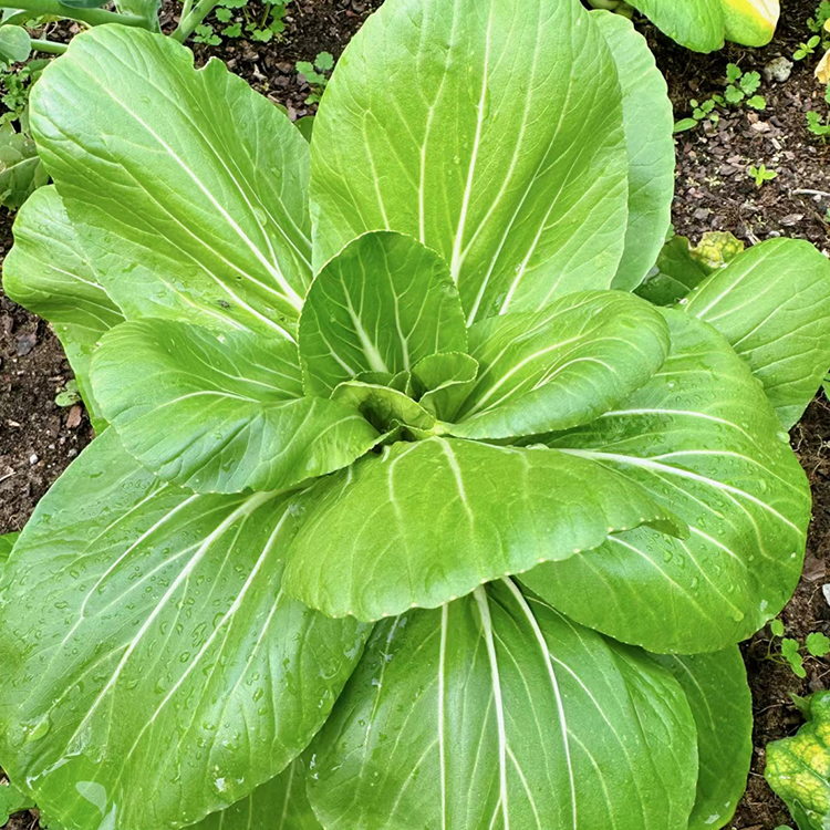 农家上海青菜种籽四季阳台小油菜春秋冬季蔬菜种子矮脚苏州青菜籽