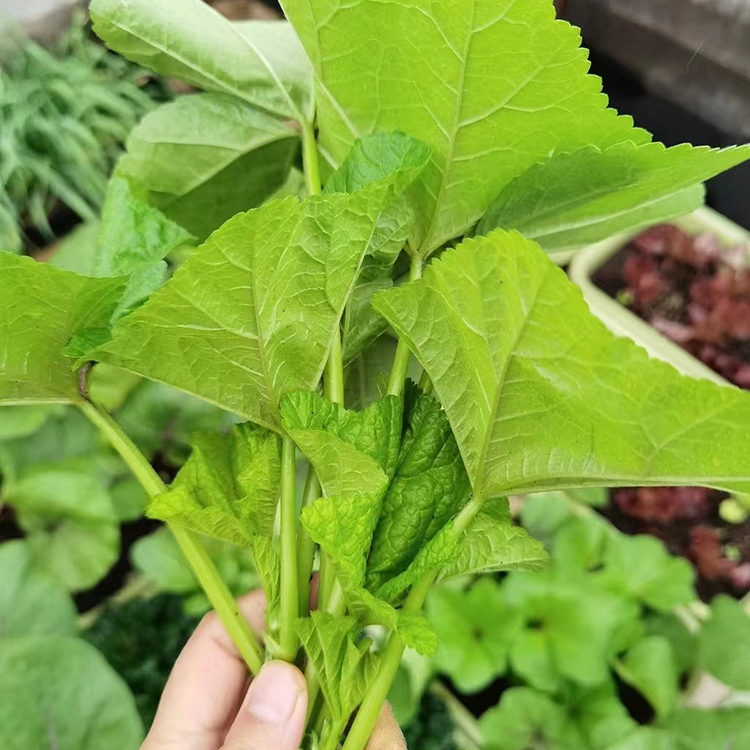 四季本地客家冬寒菜种籽大全青菜四川冬苋菜种孑春秋冬季冬葵菜种 - 图1