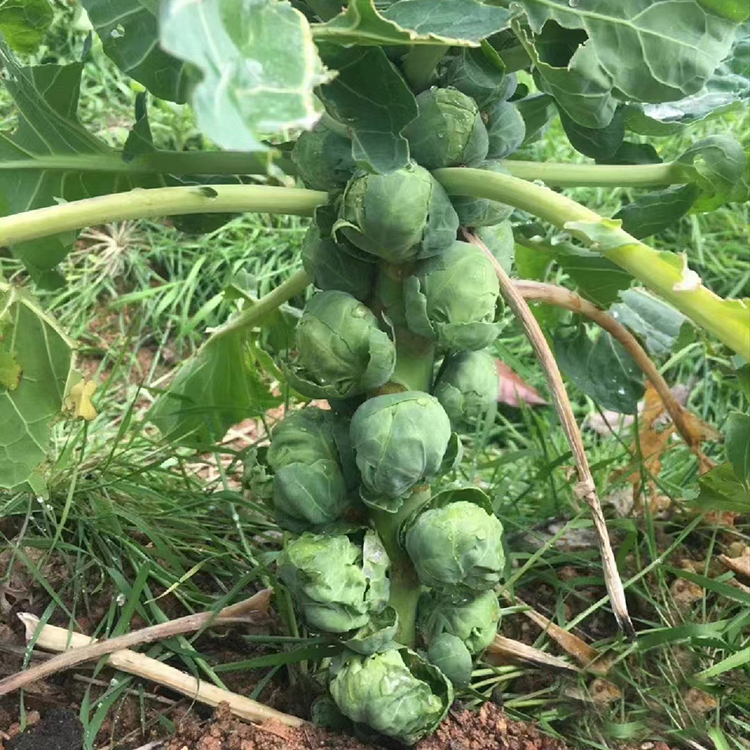 春秋抱子甘蓝种子孢子种籽蔬菜种籽紫子小包菜卷心菜包心菜菜种孑 - 图2