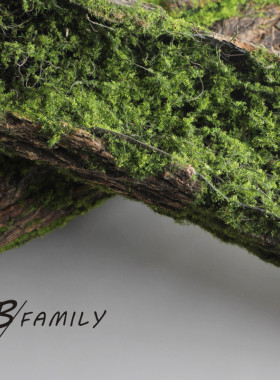 树皮道具可爱家苔藓造景森系