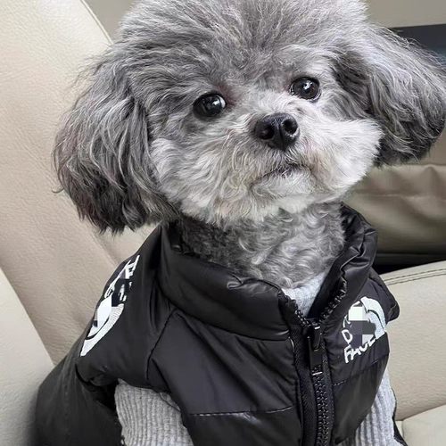 狗狗衣服冬天保暖小型犬秋冬装厚衣服冬季加厚羽绒服潮牌马夹郑州 - 图0