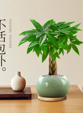 发财树小盆栽室内客厅绿植物