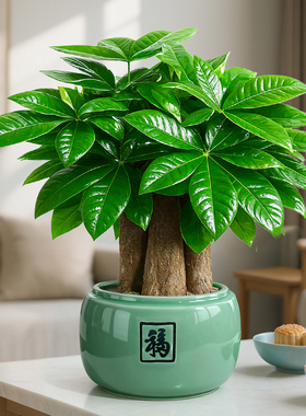 发财树盆栽招财旺宅桌面盆景