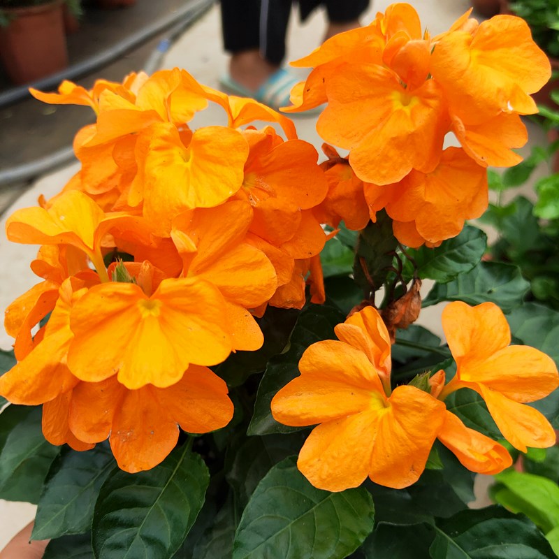 鸟尾花盆栽室内四季开花植物鸟尾花苗阳台庭院花期长花卉带花苞发 - 图1