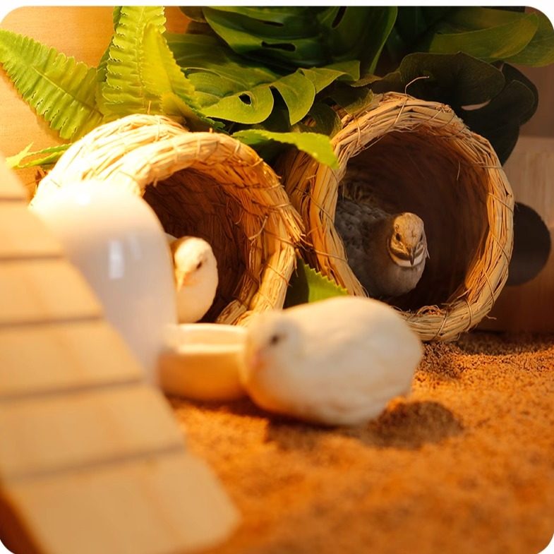 芦丁鸡活物观赏卢丁鸡活体迷你宠物50-90天成鸡白色礼服成年大鸡,淘宝优惠券,粉丝福利购,淘宝优惠卷