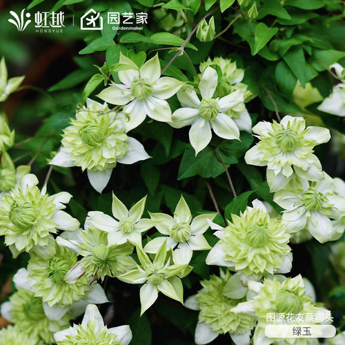 虹越铁线莲苗F系乌托邦倒影微光绿玉大河撒玛利亚乔耐寒爬藤盆栽 - 图0