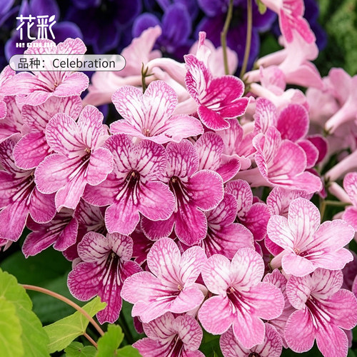 花彩堇兰盆栽苗办公室内阳台好养窗台桌面耐阴多年生花量大苦苣苔 - 图0
