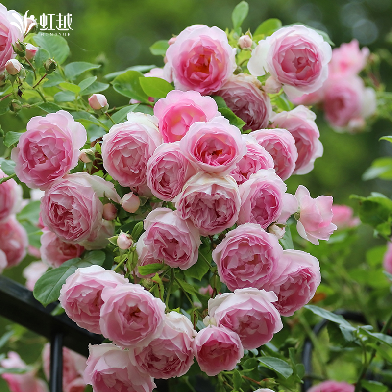 虹越月季花苗龙沙果汁阳台弗洛伦蒂娜灌木爬墙藤本切花盆栽小苗 - 图1