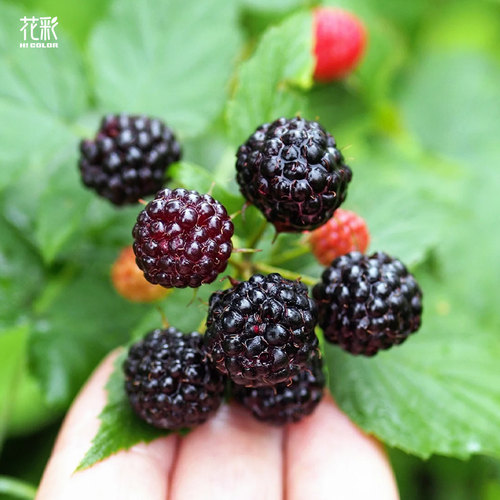 花彩树莓盆栽苗阳台庭院露台地栽南方北方种植悬钩子裸根耐热耐寒 - 图0