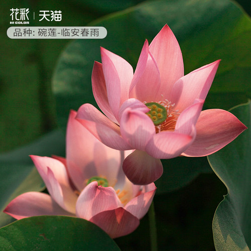 虹越碗莲种藕水培植物迷你荷花夏季耐热睡莲花水养鱼夏季阳台盆栽 - 图3