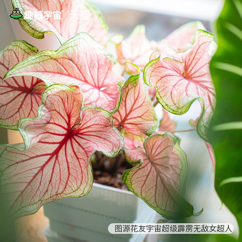 花彩白色恋人彩叶芋盆栽室内绿植粉色飞溅阳台桌面网红热植物甜心 - 图1