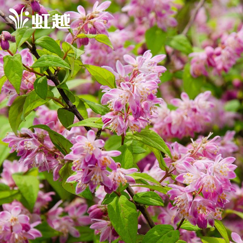 溲疏盆栽夏樱花草莓田雪樱花粉铃铛虹越庭院花园多年生花灌木苗 - 图2