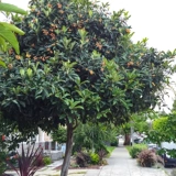 Hongyue Baisha Loquat 1 галлон горшечный сад сад посадка мясо нежное и сочное северное посадка