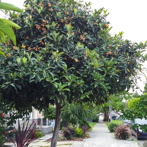 Hongyue Baisha Loquat 1 галлон горшечный сад сад посадка мясо нежное и сочное северное посадка