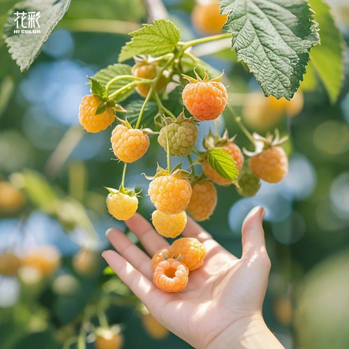 花彩树莓盆栽苗阳台庭院露台地栽南方北方种植悬钩子裸根耐热耐寒 - 图3