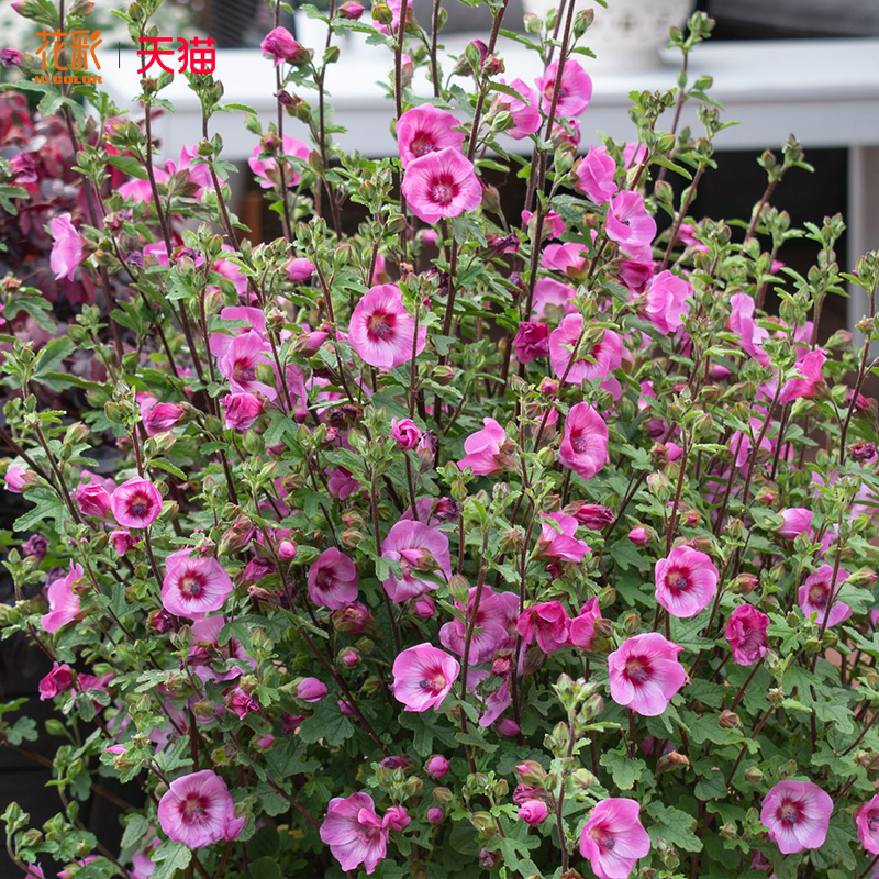 花彩小木槿花苗阳台盆栽庭院花园观花灌木植物夏季耐热易爆花期长 - 图2