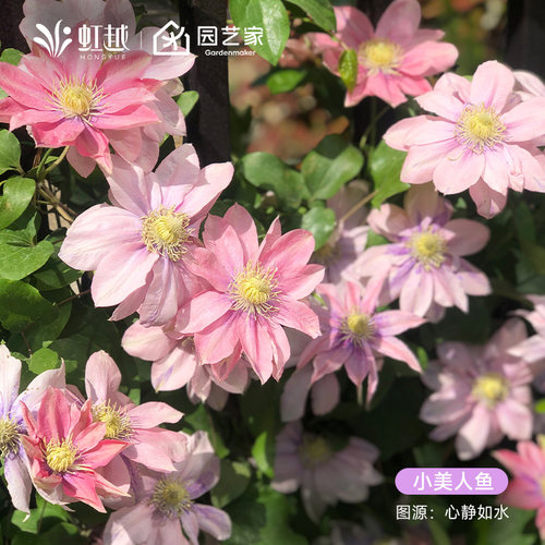 虹越铁线莲爬藤海风美好回忆蓝光克里斯帕天使花苗藤本花墙盆栽苗 - 图2