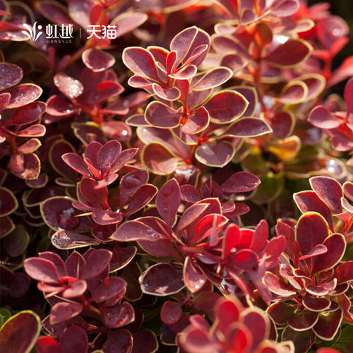 虹越进口小檗花园彩叶耐寒灌木花篱花镜植物矮灌木苗绿篱绿化小苗 - 图2