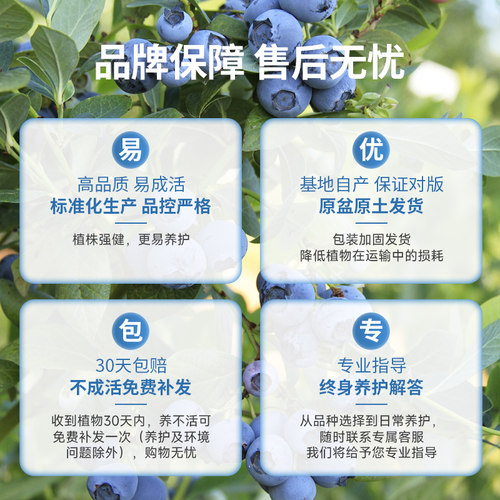 虹越兔眼粉色蓝莓树果苗盆栽庭院矮化粉嘟嘟果树苗南北方种植 - 图3