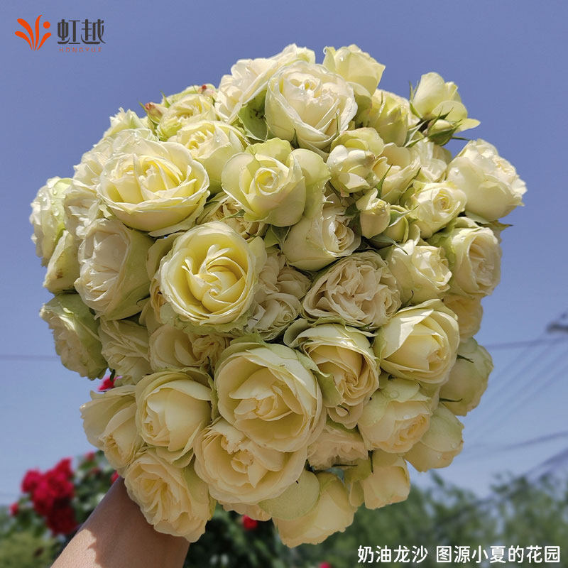 粉色龙沙宝石爬藤月季红色龙沙宝石月季花苗盆栽藤本月季小苗中苗,淘宝优惠券,粉丝福利购,淘宝优惠卷