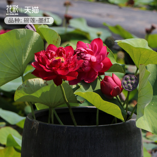 虹越碗莲种藕水培植物迷你荷花夏季耐热睡莲花水养鱼夏季阳台盆栽 - 图0