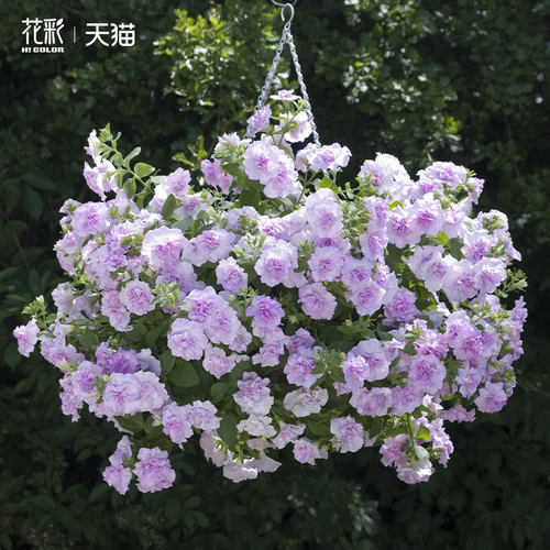 花彩重瓣矮牵牛花苗盆栽带花苞大苗冰淡紫阳台垂吊庭院易爆花量大 - 图0