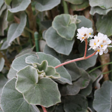 花彩福寿秋海棠盆栽网红ins风绿植办公室桌面观叶懒人低维护耐热,淘宝优惠券,粉丝福利购,淘宝优惠卷