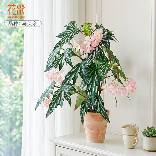 【基地直发】虹越鳟鱼秋海棠盆栽室内绿植阳台好养桌面网红热植物 - 图3