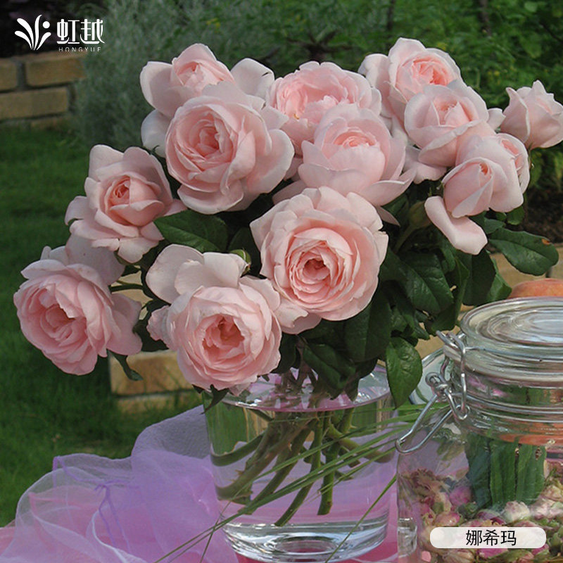 虹越月季蓝色阴雨龙沙蒂娜果汁阳台微型阳台月季小苗盆栽藤本灌木,淘宝优惠券,粉丝福利购,淘宝优惠卷